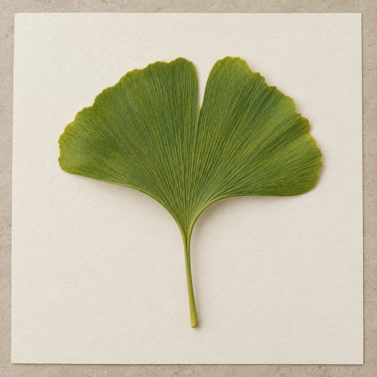 Foto di una foglia di ginkgo usata come riferimento per un disegno da tatuaggio